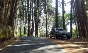 COSTA-RICA-PINE-FOREST.-MERCEDES-CLASSIC-LIMOUSINE-ADVENTURES.jpg